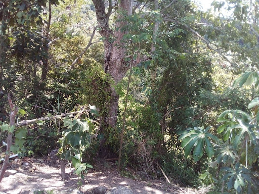 Chácara, 4 quartos, 1 hectares - Foto 22