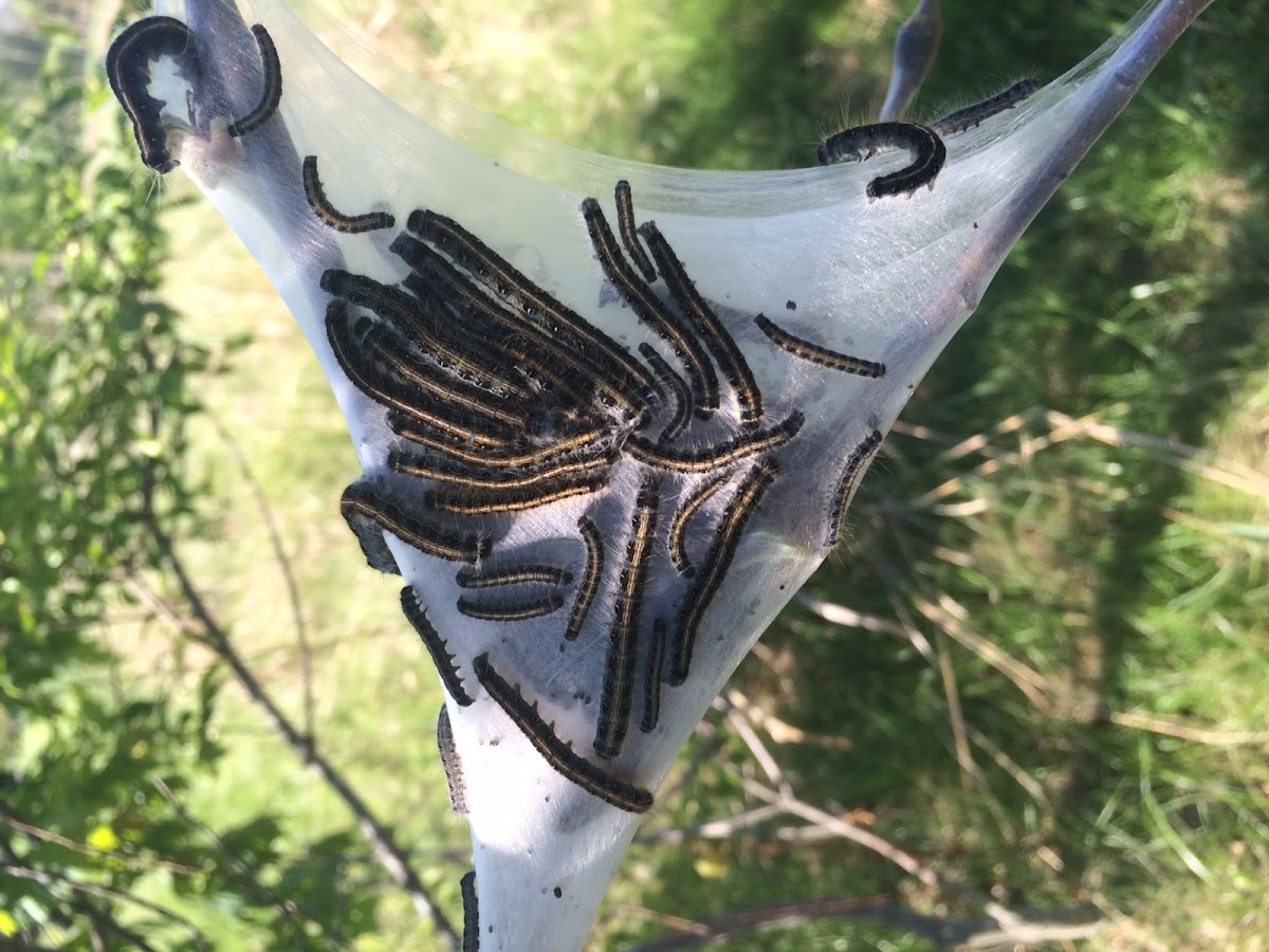 Tent Caterpillar