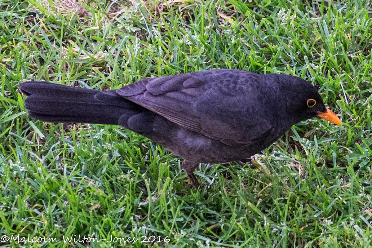 Blackbird; Mirlo Común