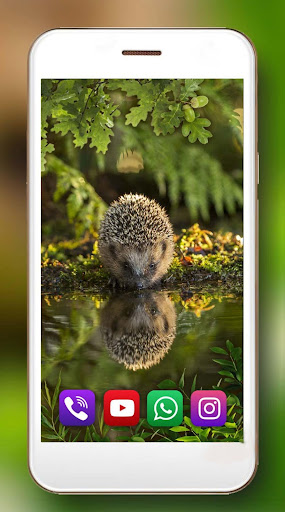 Forest Hedgehogs Live Wallpaper