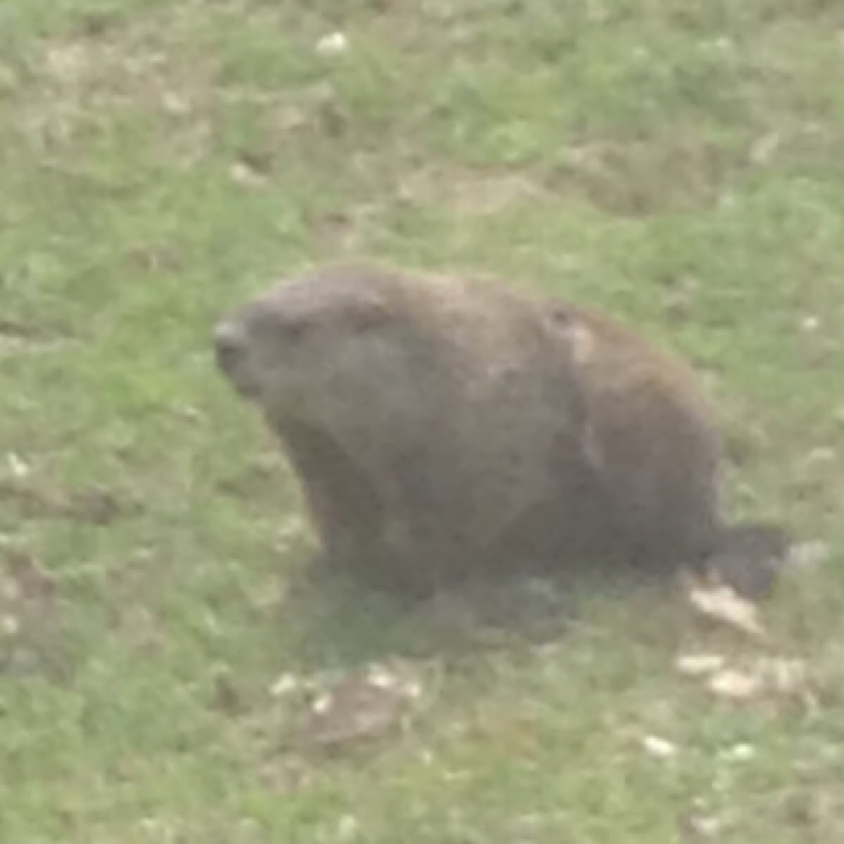 Woodchuck