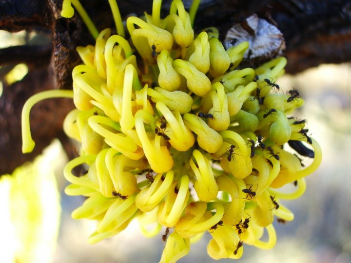 Australia  fiore di ferbg