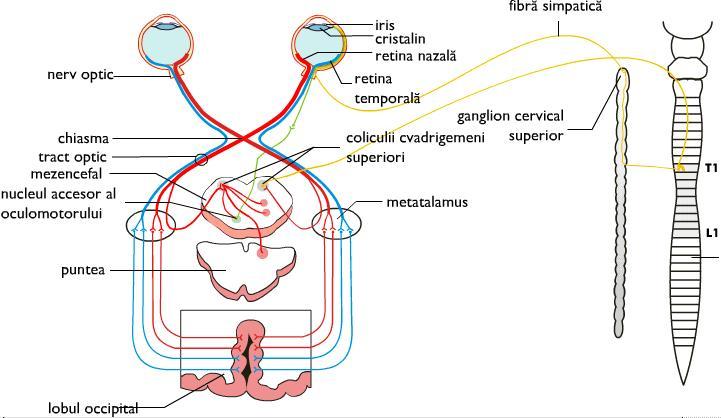 D:\Rox\Articole blog\poze\segmentele analizatorului vizual.jpg