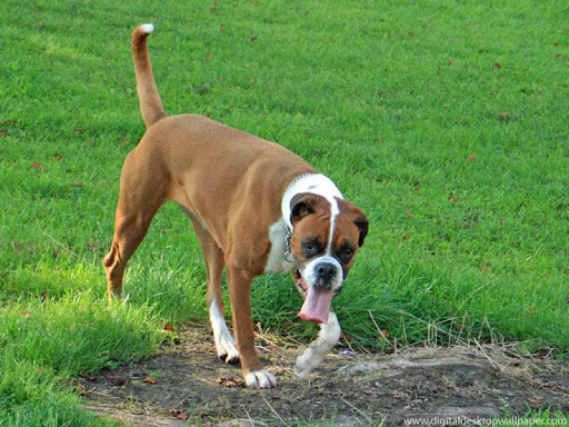 Boxer Dog Live Wallpaper