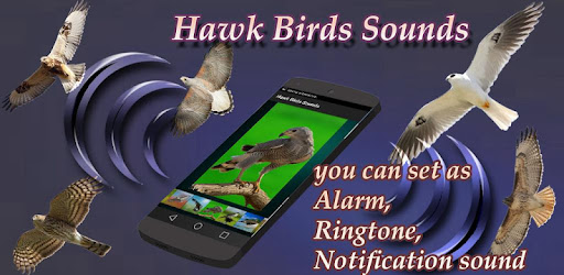 Hawk Birds Sounds 14 Android Download Apk