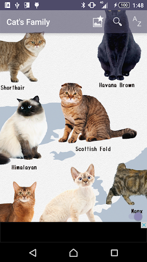 Cat Breeds