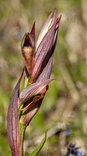 Serapias parviflora