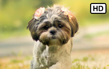 My Shih Tzu - Cute Puppy & Dog Wallpapers small promo image