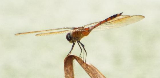 unknown dragonfly