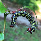 Azalea Caterpillar