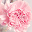 Carnation Live Wallpaper HD 4K Download on Windows