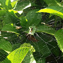 Orb weaver spider