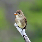 Olive-sided flycatcher