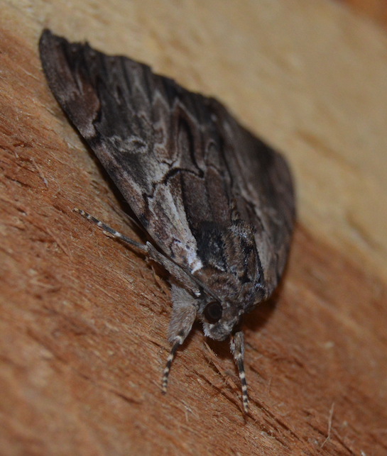 Ultronia underwing