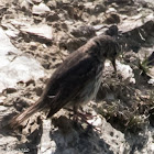 Rock Pipit