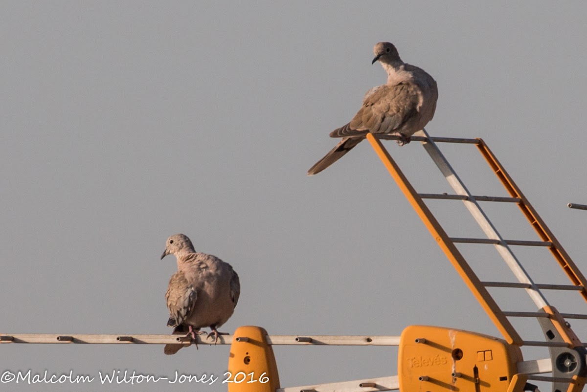 Collared Dove; Tórtola Turca