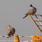 Collared Dove; Tórtola Turca