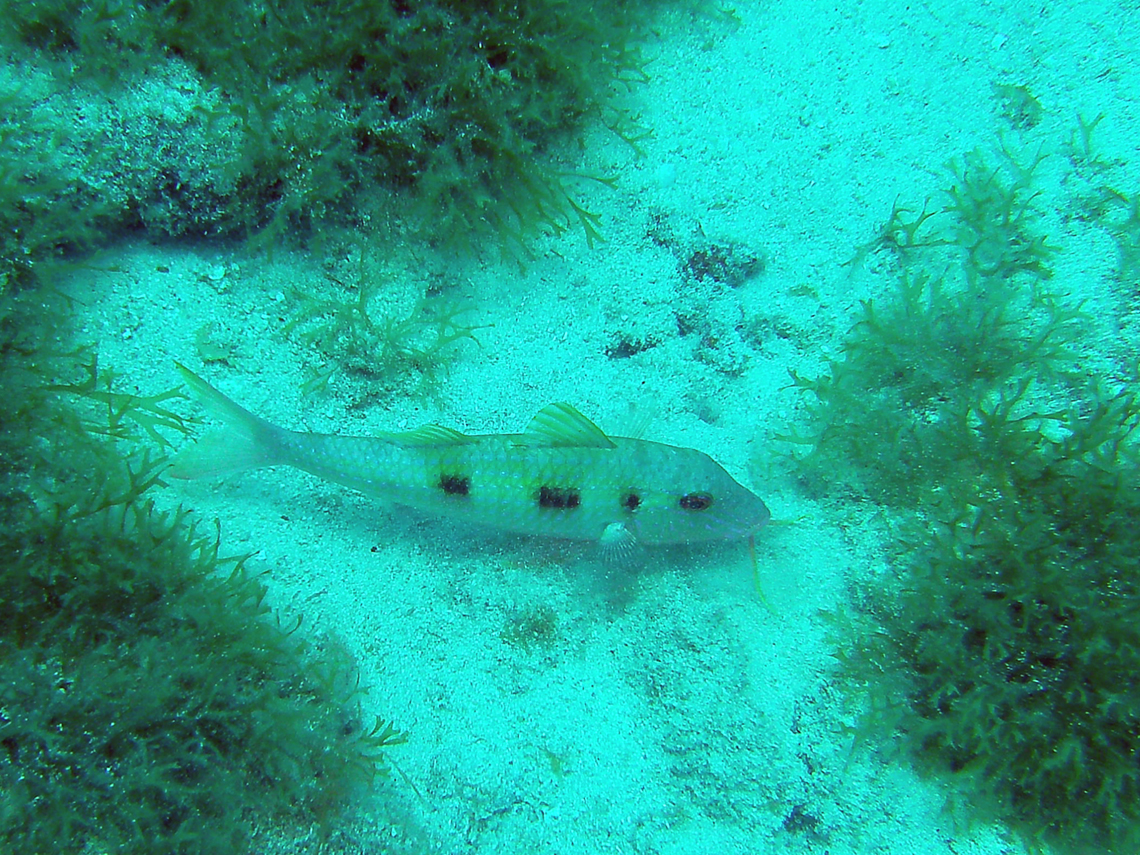 Spotted Goatfish