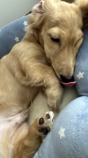 ピュリナ プロプラン ドッグ パフォーマンス 子犬期からのケア チキン