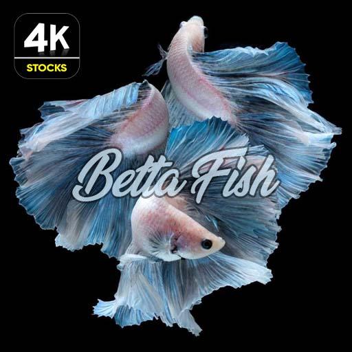 Bettaの魚の壁紙4k Google Play のアプリ