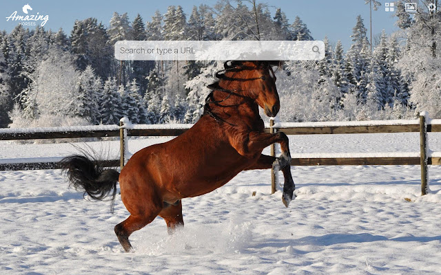 Amazing Horses