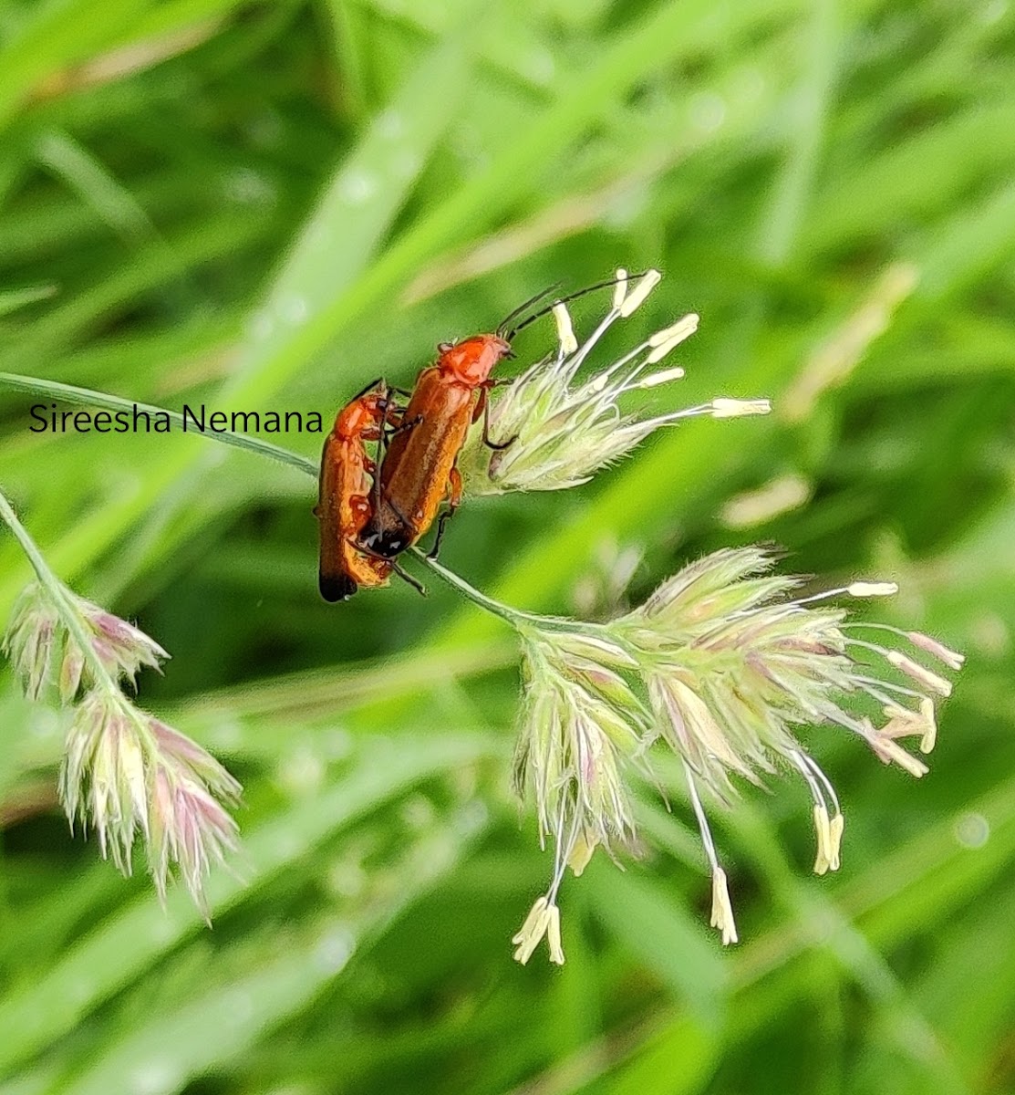 Cardinal Beetle