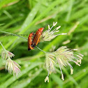 Cardinal Beetle