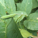 Common green Mantid