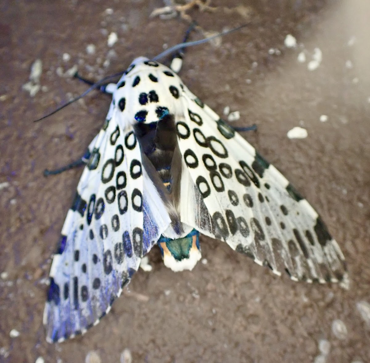 giant leopard moth