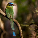 Blue-headed bird