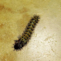 Buck moth larvae