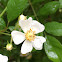 Dog rose