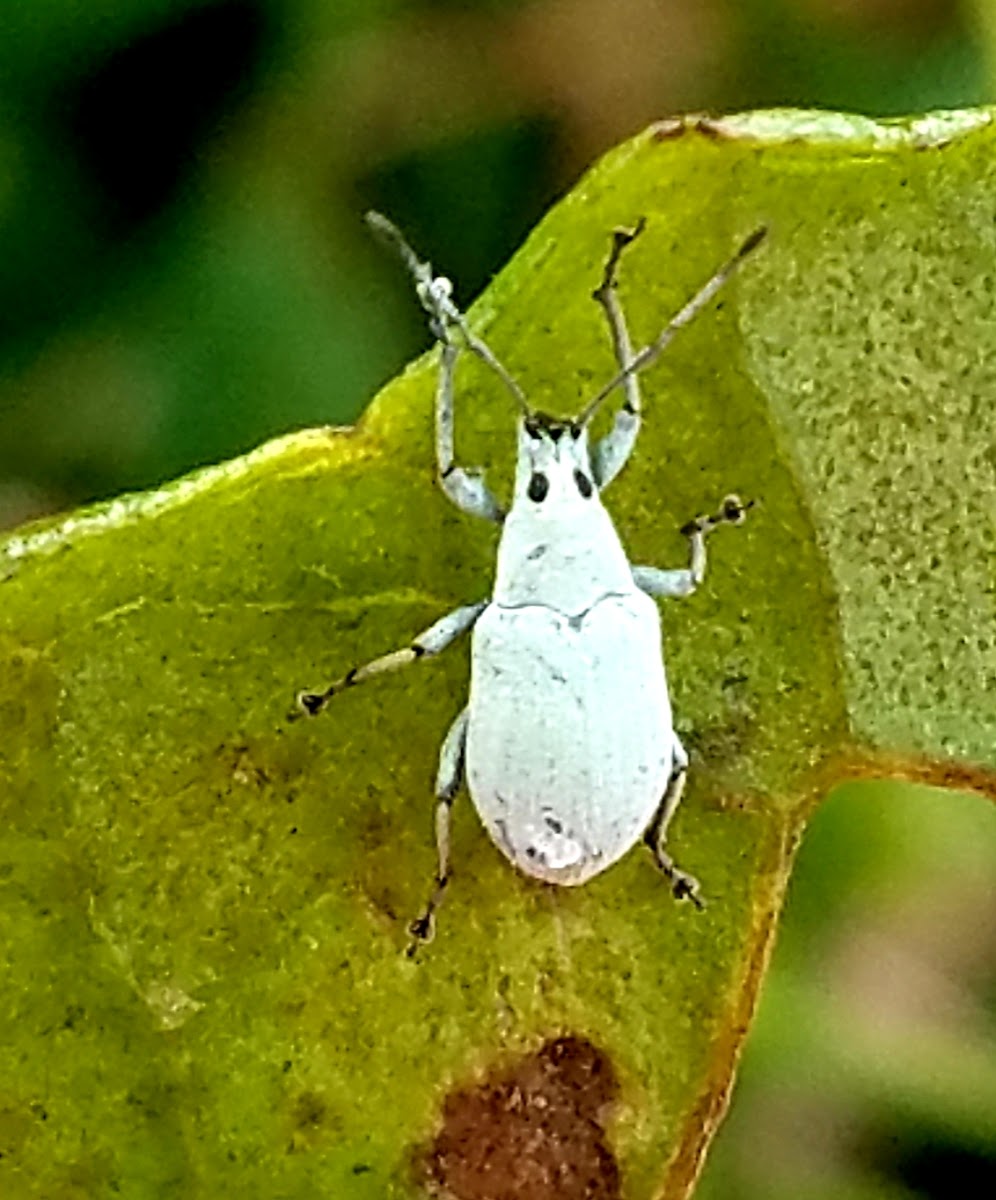 Little Leaf Notcher Weevil