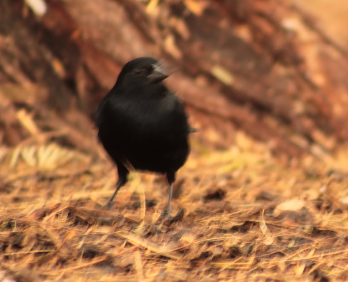 Bronzed Cowbird