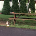 Red-tailed hawk