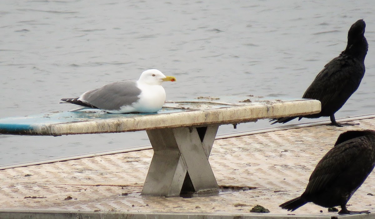 Yellow-legged Gull