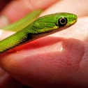 Rough Green Snake