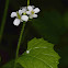 Garlic Mustard