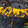 Fan-shaped Jelly Fungus