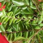 Curry leaves