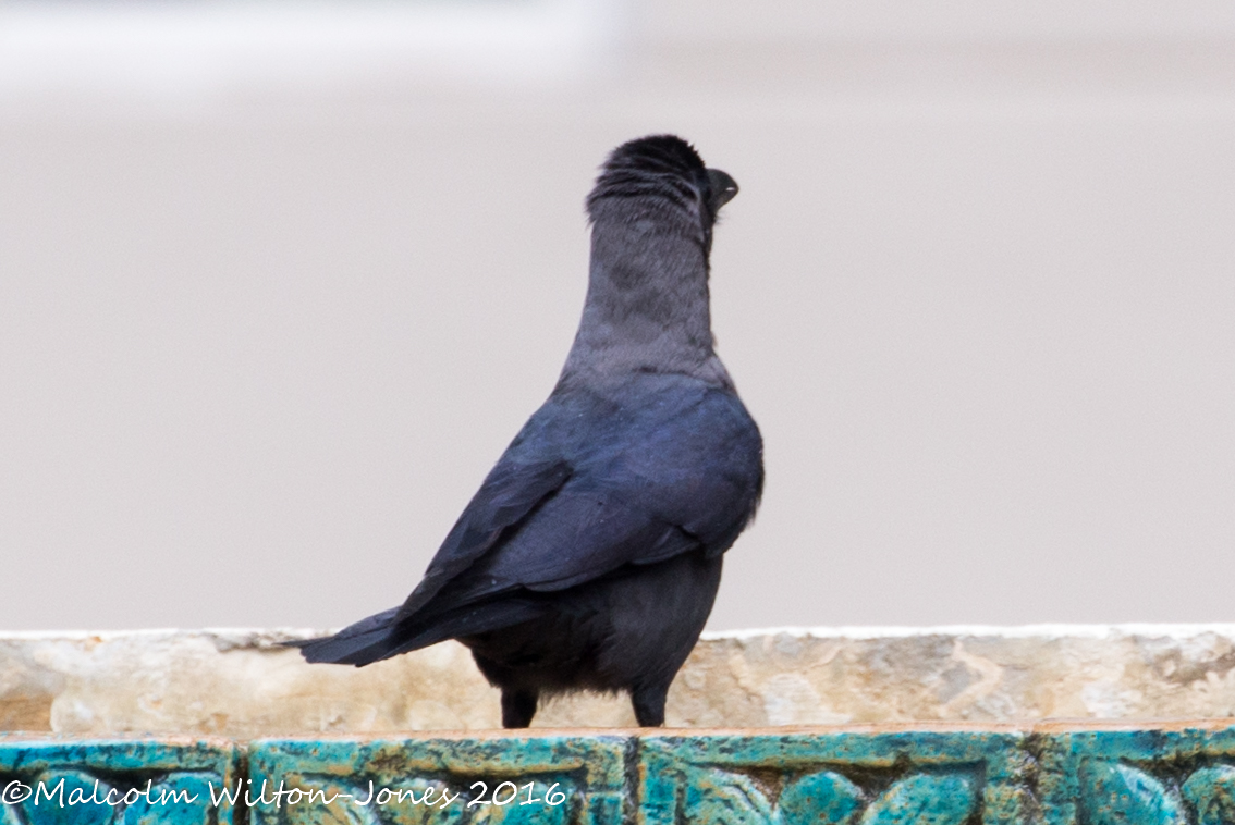 House Crow