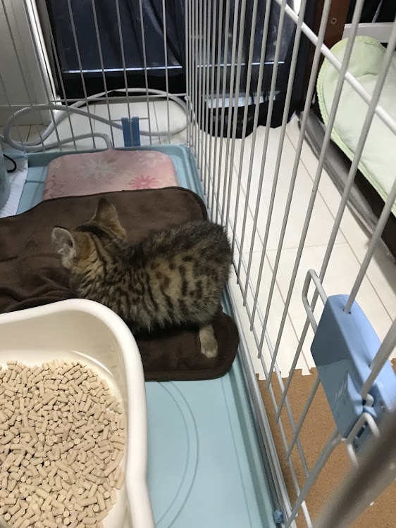 ベンベンさんが投稿した家族・愛猫紹介・猫好き・ファミリーに関するカスタム事例の投稿画像3枚目