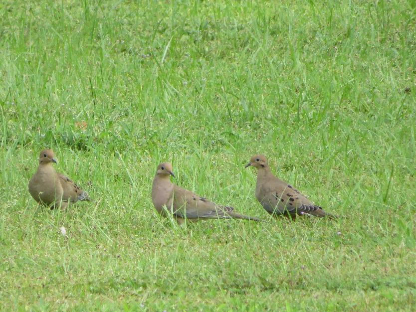 A group of birds sitting in a grassy field

Description automatically generated with medium confidence