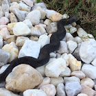 Eastern hognose snake