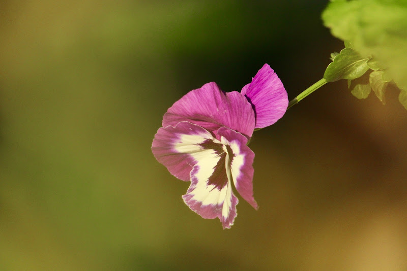 Il viola  di sabrinacattaneoph