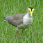 Masked lapwing