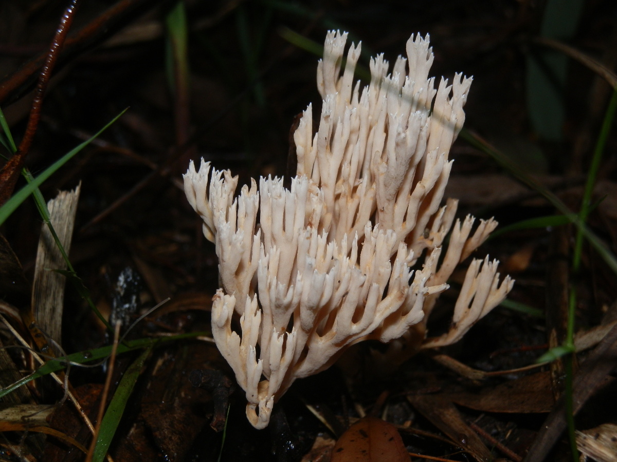 Ramaria - Coral fungus