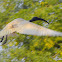 black-headed ibis or Oriental white ibis