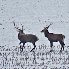 Red Deer