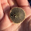 Sand dollar